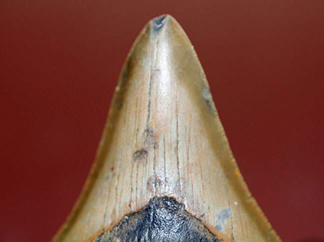 抜群のシンメトリーにご注目ください。メガロドン（Carcharodon megalodon）の歯化石（その7）
