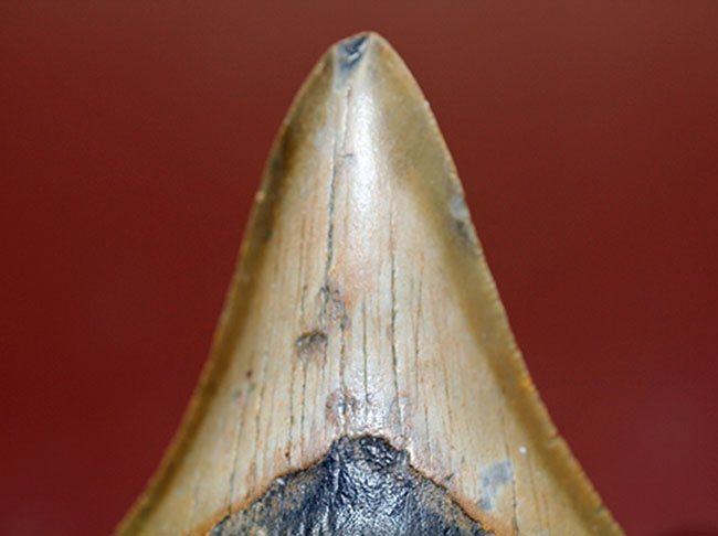 抜群のシンメトリーにご注目ください。メガロドン(Carcharodon megalodon)の歯化石(その7)