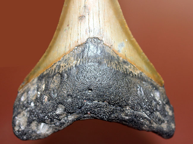 抜群のシンメトリーにご注目ください。メガロドン（Carcharodon megalodon）の歯化石（その8）