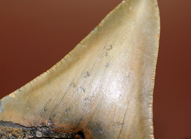 抜群のシンメトリーにご注目ください。メガロドン(Carcharodon megalodon)の歯化石(その9)