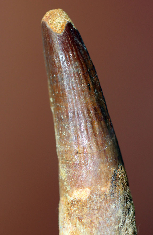 スピノサウルス(Spinosaurus)の歯化石の特徴がことごとく残っている典型的な歯化石(その1)