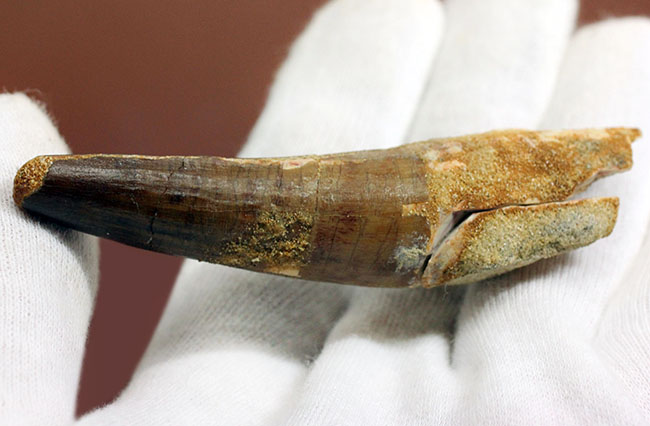 スピノサウルス(Spinosaurus)の歯化石の特徴がことごとく残っている典型的な歯化石(その10)