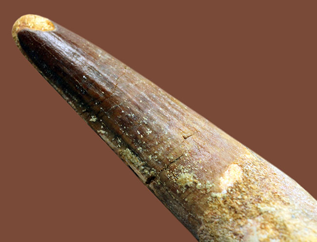 スピノサウルス(Spinosaurus)の歯化石の特徴がことごとく残っている典型的な歯化石(その11)