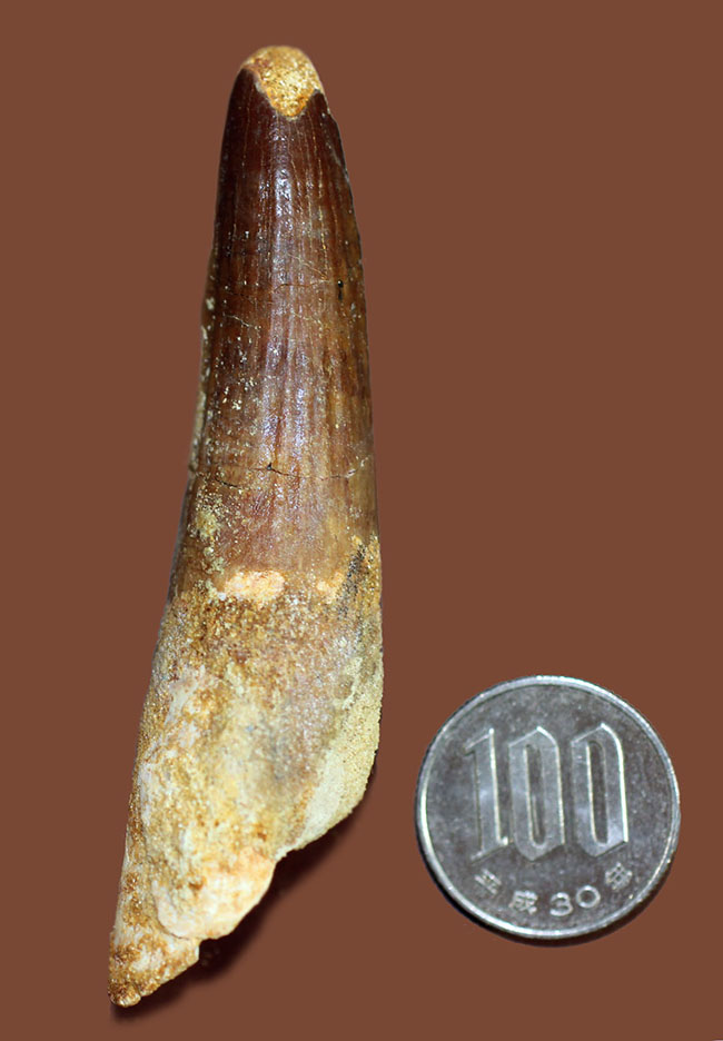 スピノサウルス(Spinosaurus)の歯化石の特徴がことごとく残っている典型的な歯化石(その12)