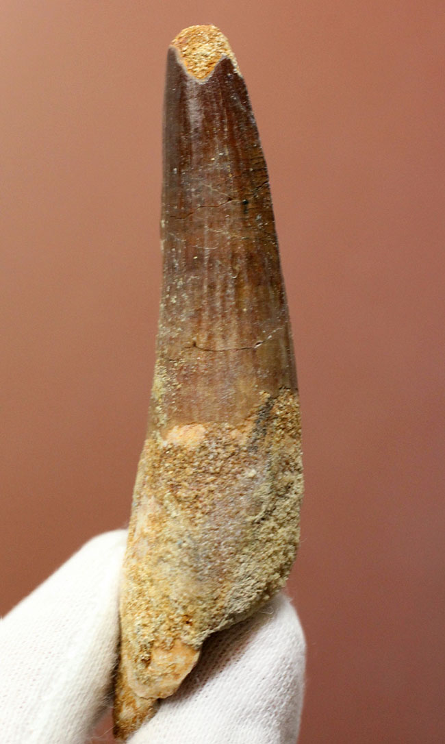 スピノサウルス(Spinosaurus)の歯化石の特徴がことごとく残っている典型的な歯化石(その2)