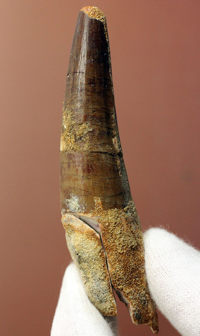 スピノサウルス(Spinosaurus)の歯化石の特徴がことごとく残っている典型的な歯化石(その3)