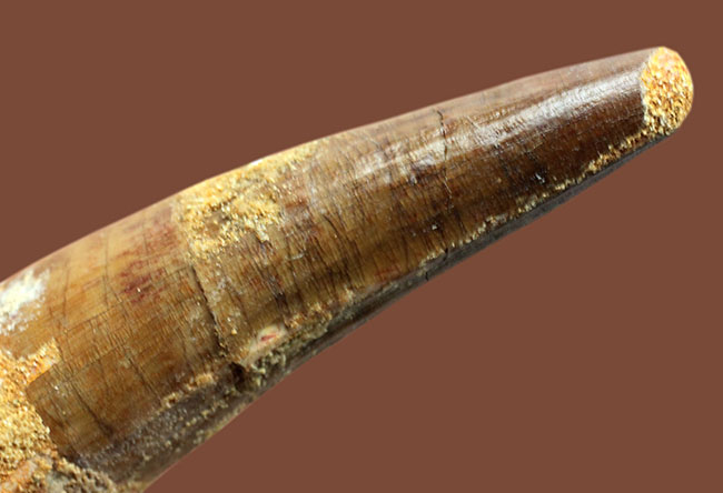 スピノサウルス(Spinosaurus)の歯化石の特徴がことごとく残っている典型的な歯化石(その5)