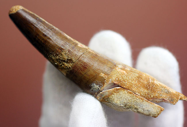 スピノサウルス(Spinosaurus)の歯化石の特徴がことごとく残っている典型的な歯化石(その6)