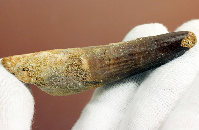 スピノサウルス(Spinosaurus)の歯化石の特徴がことごとく残っている典型的な歯化石(その7)