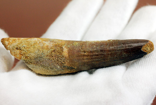 スピノサウルス(Spinosaurus)の歯化石の特徴がことごとく残っている典型的な歯化石(その9)