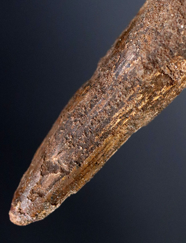 ファーストコレクションにいかがでしょうか?人気恐竜、スピノサウルス(Spinosaurus)歯化石(その1)