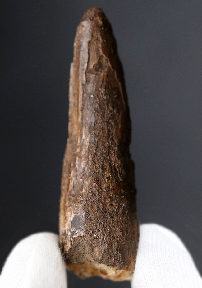 ファーストコレクションにいかがでしょうか?人気恐竜、スピノサウルス(Spinosaurus)歯化石(その2)