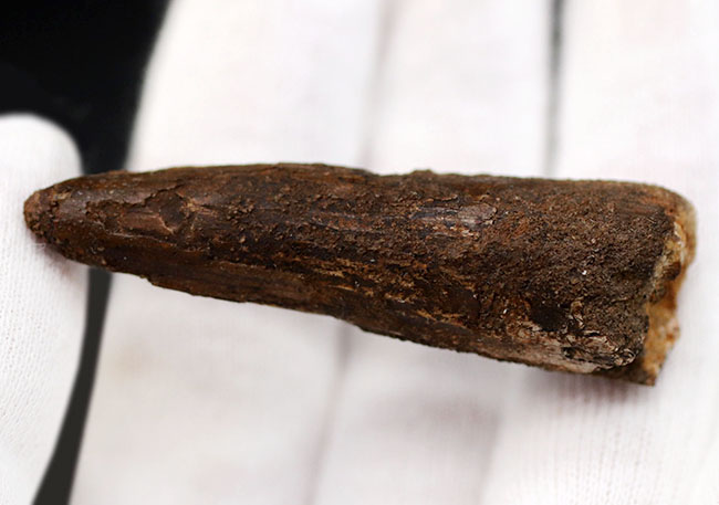 ファーストコレクションにいかがでしょうか?人気恐竜、スピノサウルス(Spinosaurus)歯化石(その4)