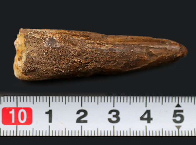 ファーストコレクションにいかがでしょうか?人気恐竜、スピノサウルス(Spinosaurus)歯化石(その6)