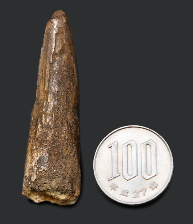 ファーストコレクションにいかがでしょうか?人気恐竜、スピノサウルス(Spinosaurus)歯化石(その7)