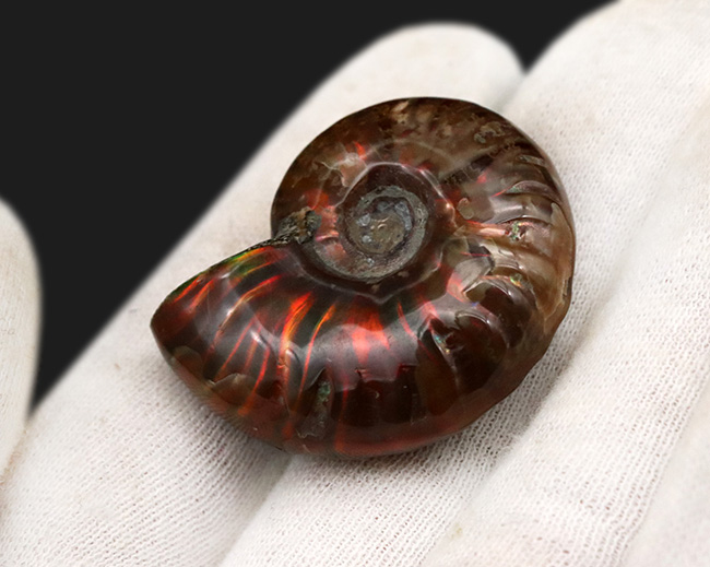 遊色アンモナイトの世界にようこそ!マダガスカル産の赤い遊色を放つアンモナイト、クレオニセラス(Cleoniceras)の化石(その4)