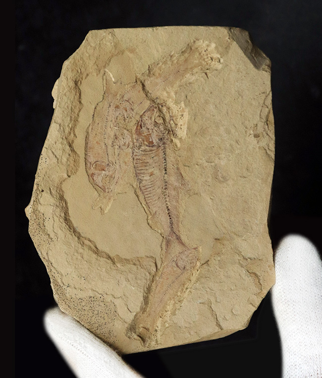 およそ５０００万年前の湖に生息していたであろう、古代魚、ゴシウテクティス(Gosiutichthys)のマルチプレート化石（その1）