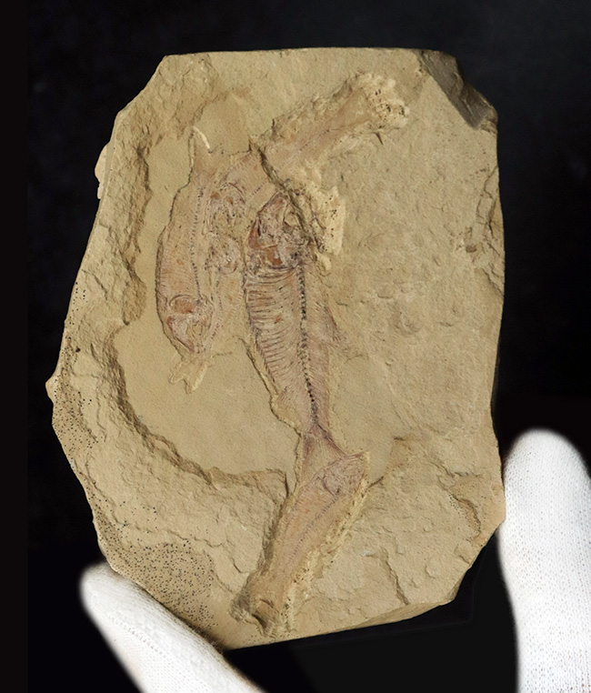 およそ5000万年前の湖に生息していたであろう、古代魚、ゴシウテクティス(Gosiutichthys)のマルチプレート化石(その1)