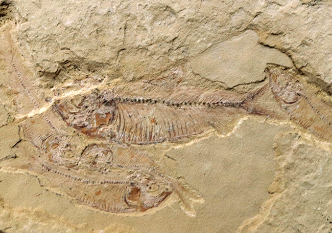 およそ5000万年前の湖に生息していたであろう、古代魚、ゴシウテクティス(Gosiutichthys)のマルチプレート化石(その2)
