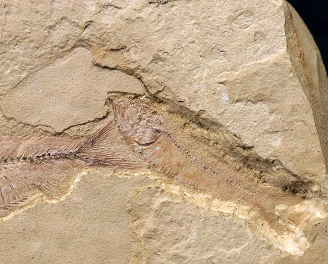 およそ５０００万年前の湖に生息していたであろう、古代魚、ゴシウテクティス(Gosiutichthys)のマルチプレート化石（その3）