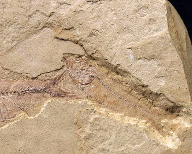 およそ5000万年前の湖に生息していたであろう、古代魚、ゴシウテクティス(Gosiutichthys)のマルチプレート化石(その3)