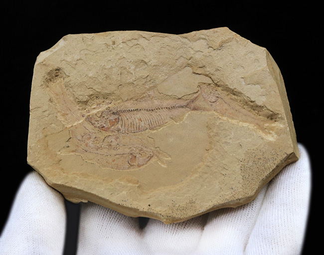 およそ5000万年前の湖に生息していたであろう、古代魚、ゴシウテクティス(Gosiutichthys)のマルチプレート化石(その4)