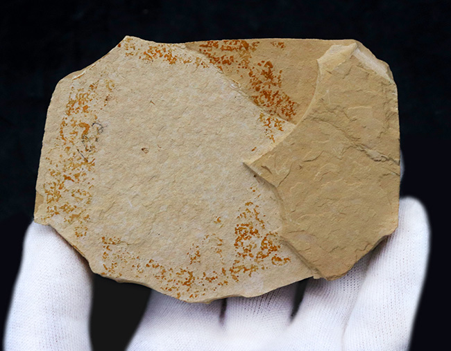 およそ5000万年前の湖に生息していたであろう、古代魚、ゴシウテクティス(Gosiutichthys)のマルチプレート化石(その5)
