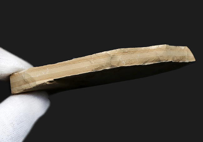 およそ5000万年前の湖に生息していたであろう、古代魚、ゴシウテクティス(Gosiutichthys)のマルチプレート化石(その6)