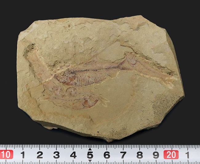 およそ5000万年前の湖に生息していたであろう、古代魚、ゴシウテクティス(Gosiutichthys)のマルチプレート化石(その7)