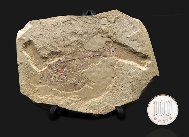 およそ５０００万年前の湖に生息していたであろう、古代魚、ゴシウテクティス(Gosiutichthys)のマルチプレート化石（その8）