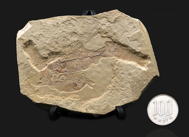およそ5000万年前の湖に生息していたであろう、古代魚、ゴシウテクティス(Gosiutichthys)のマルチプレート化石(その8)
