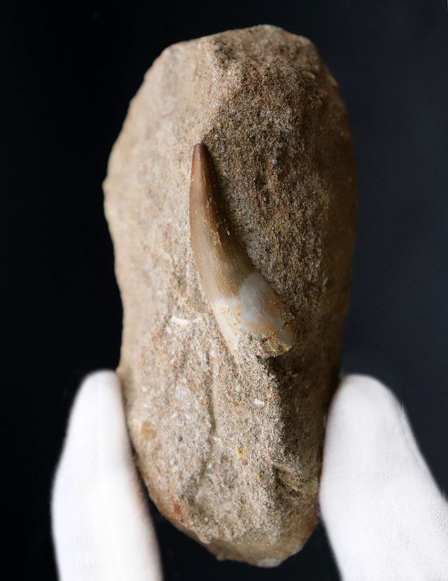 厳選美品、白亜紀の巨大な首長竜、エラスモサウルス(Elasmosaurus)の歯化石(その2)