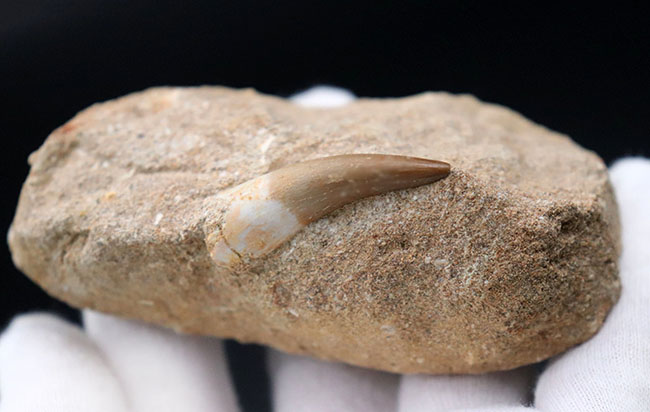 厳選美品、白亜紀の巨大な首長竜、エラスモサウルス(Elasmosaurus)の歯化石(その3)