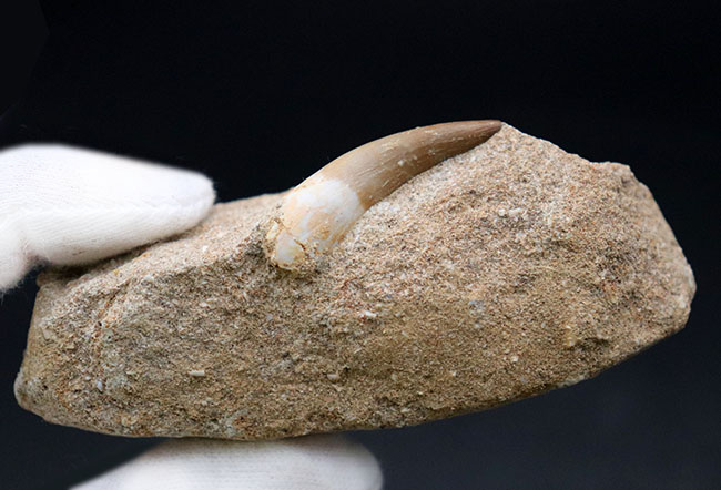 厳選美品、白亜紀の巨大な首長竜、エラスモサウルス(Elasmosaurus)の歯化石(その5)