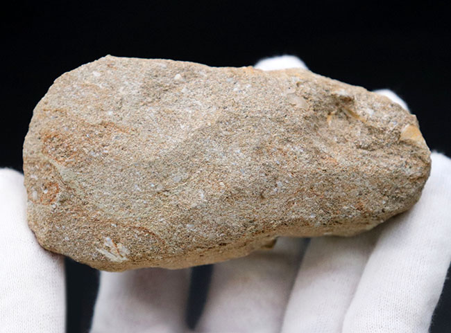 厳選美品、白亜紀の巨大な首長竜、エラスモサウルス(Elasmosaurus)の歯化石(その7)