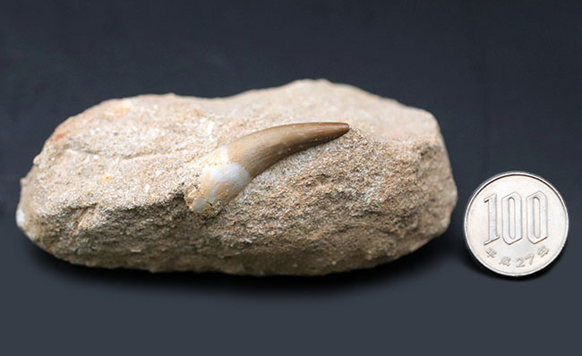 厳選美品、白亜紀の巨大な首長竜、エラスモサウルス(Elasmosaurus)の歯化石(その8)