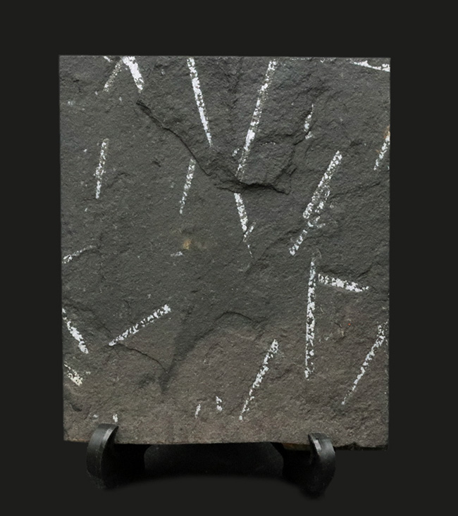 謎多き絶滅生物、スコットランド産のフデイシ(Graptolites)のマルチプレート化石(その1)
