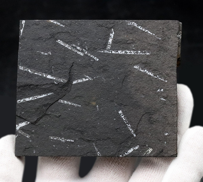 謎多き絶滅生物、スコットランド産のフデイシ（Graptolites）のマルチプレート化石（その2）