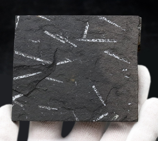 謎多き絶滅生物、スコットランド産のフデイシ(Graptolites)のマルチプレート化石(その2)