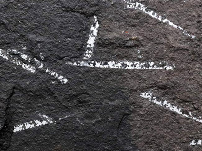 謎多き絶滅生物、スコットランド産のフデイシ(Graptolites)のマルチプレート化石(その3)