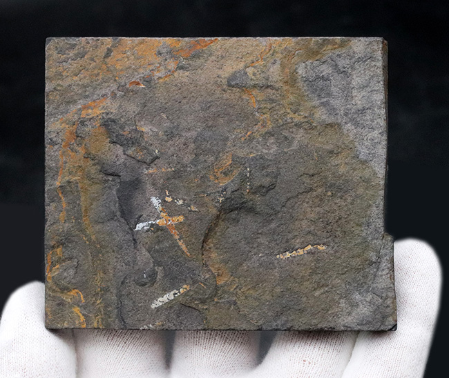 謎多き絶滅生物、スコットランド産のフデイシ（Graptolites）のマルチプレート化石（その4）