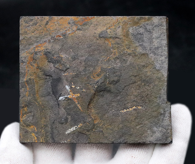 謎多き絶滅生物、スコットランド産のフデイシ(Graptolites)のマルチプレート化石(その4)