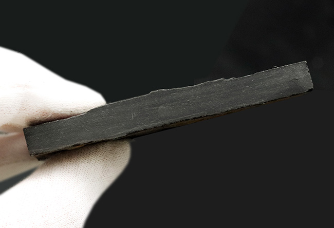 謎多き絶滅生物、スコットランド産のフデイシ(Graptolites)のマルチプレート化石(その5)