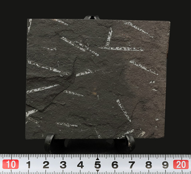 謎多き絶滅生物、スコットランド産のフデイシ(Graptolites)のマルチプレート化石(その6)