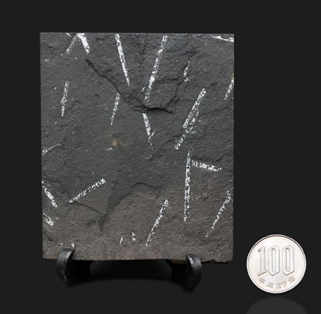 謎多き絶滅生物、スコットランド産のフデイシ（Graptolites）のマルチプレート化石（その7）