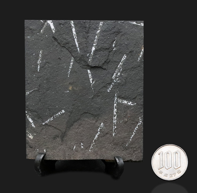 謎多き絶滅生物、スコットランド産のフデイシ(Graptolites)のマルチプレート化石(その7)