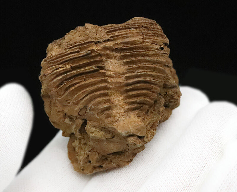 ペルム紀末に消えた幻の系統……宮城県叶倉層群（かのくらそうぐん）産レプトダス・ノビリス（Leptodus nobilis）の上質化石（その2）