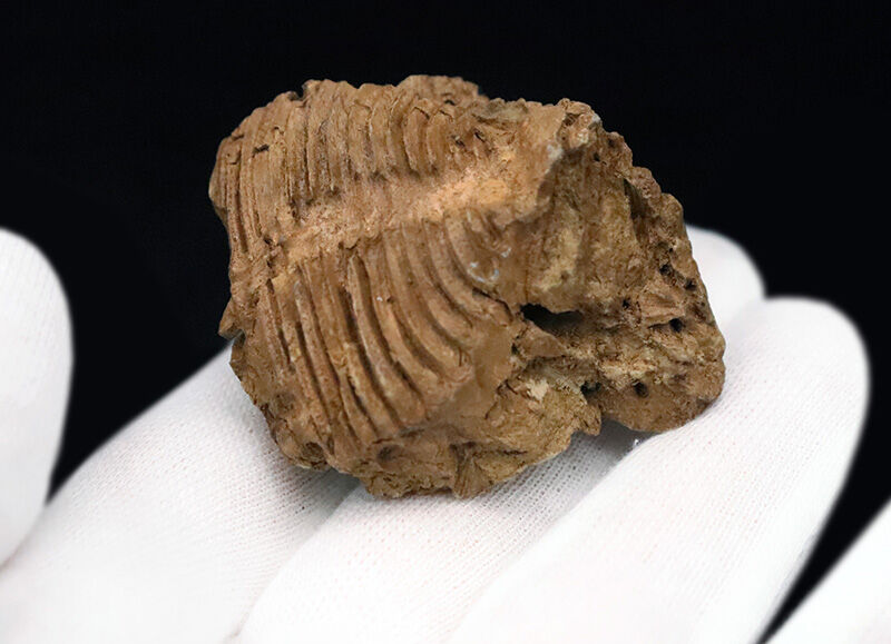 ペルム紀末に消えた幻の系統……宮城県叶倉層群（かのくらそうぐん）産レプトダス・ノビリス（Leptodus nobilis）の上質化石（その3）