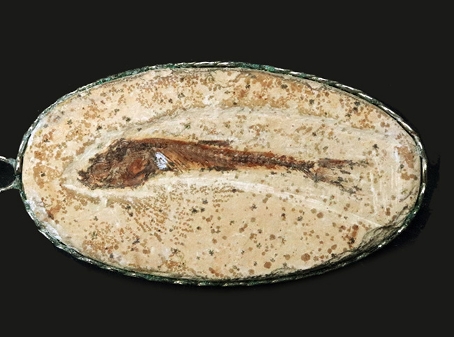 約１億年前の古代魚、ダスティルベ（Dastilbe）のペンダントトップ（シルバーチェーン、高級ジュエリーケース付き）（その2）