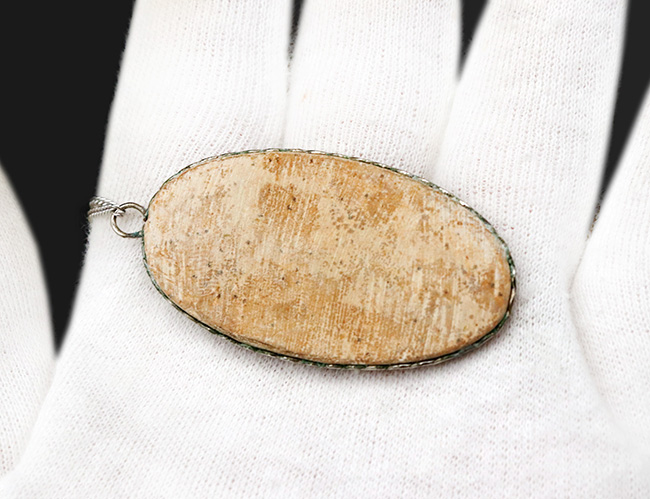 約1億年前の古代魚、ダスティルベ（Dastilbe）のペンダント